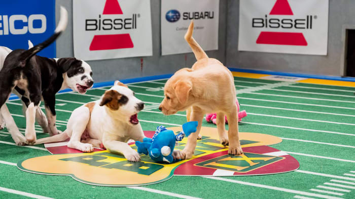 Puppy-Bowl-IX-(2).jpg